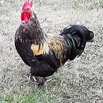 招待所 D'hote - La Maison Verte 沙尔姆