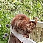 D'hote - La Maison Verte 3*