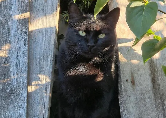 Penzion D'hote - La Maison Verte Charmes (Vosges)