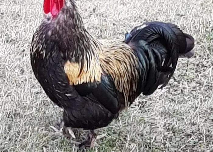 Penzion D'hote - La Maison Verte Charmes (Vosges)