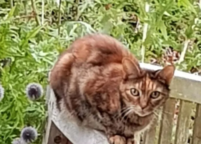 D'hote - La Maison Verte 3*